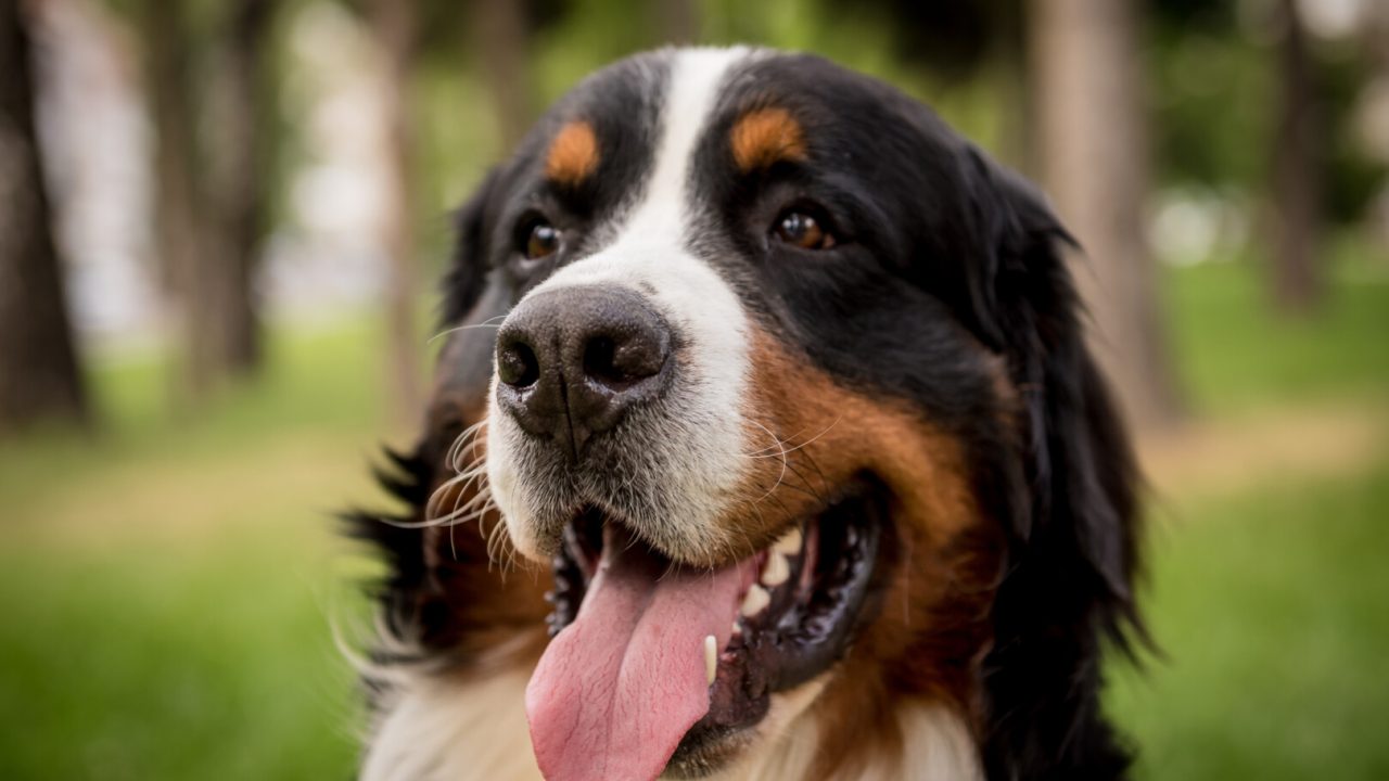 Portrait of cute Berner Sennenhund dog at the park
