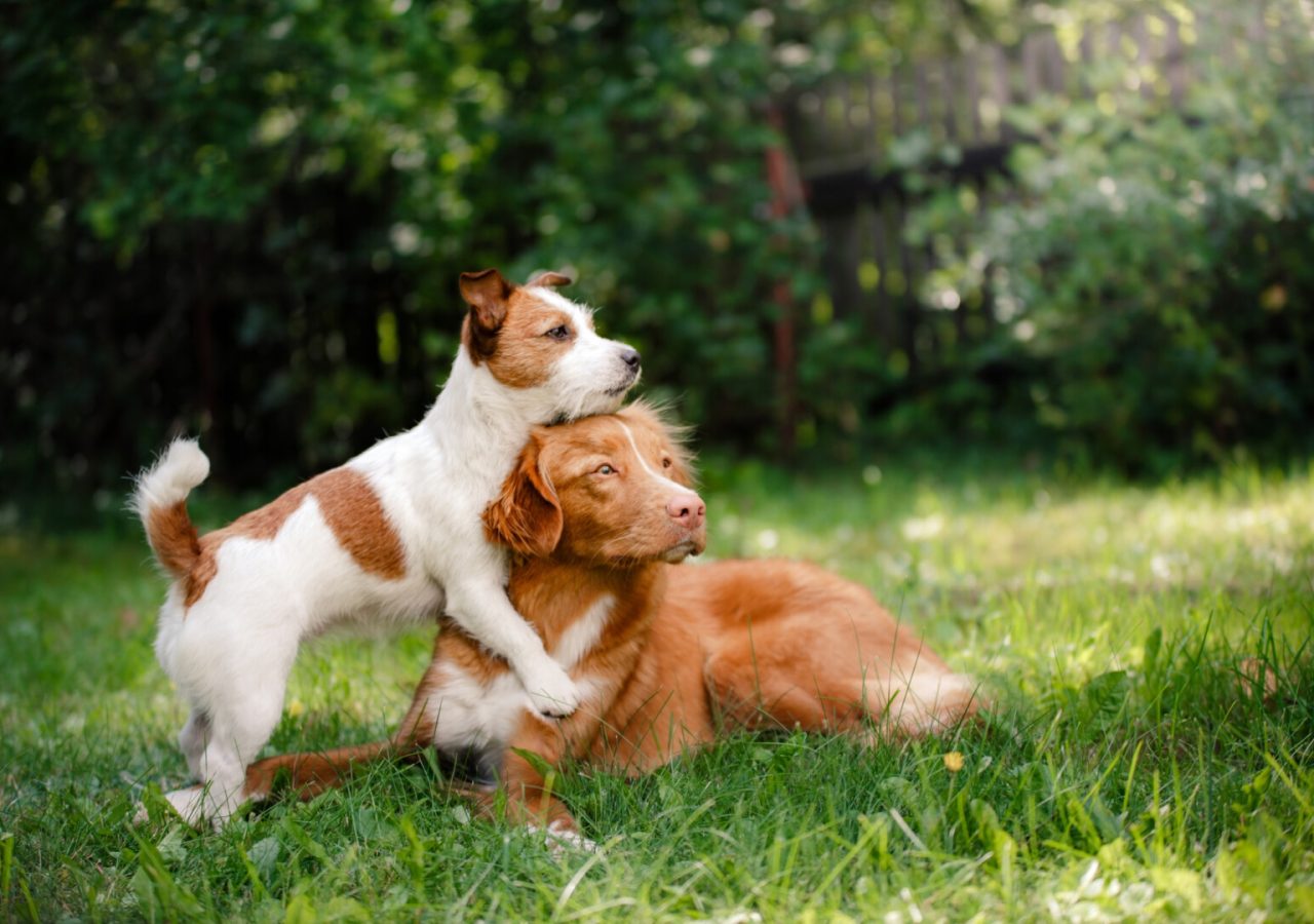 happy-cute-pet-dog-animals-background.jpg