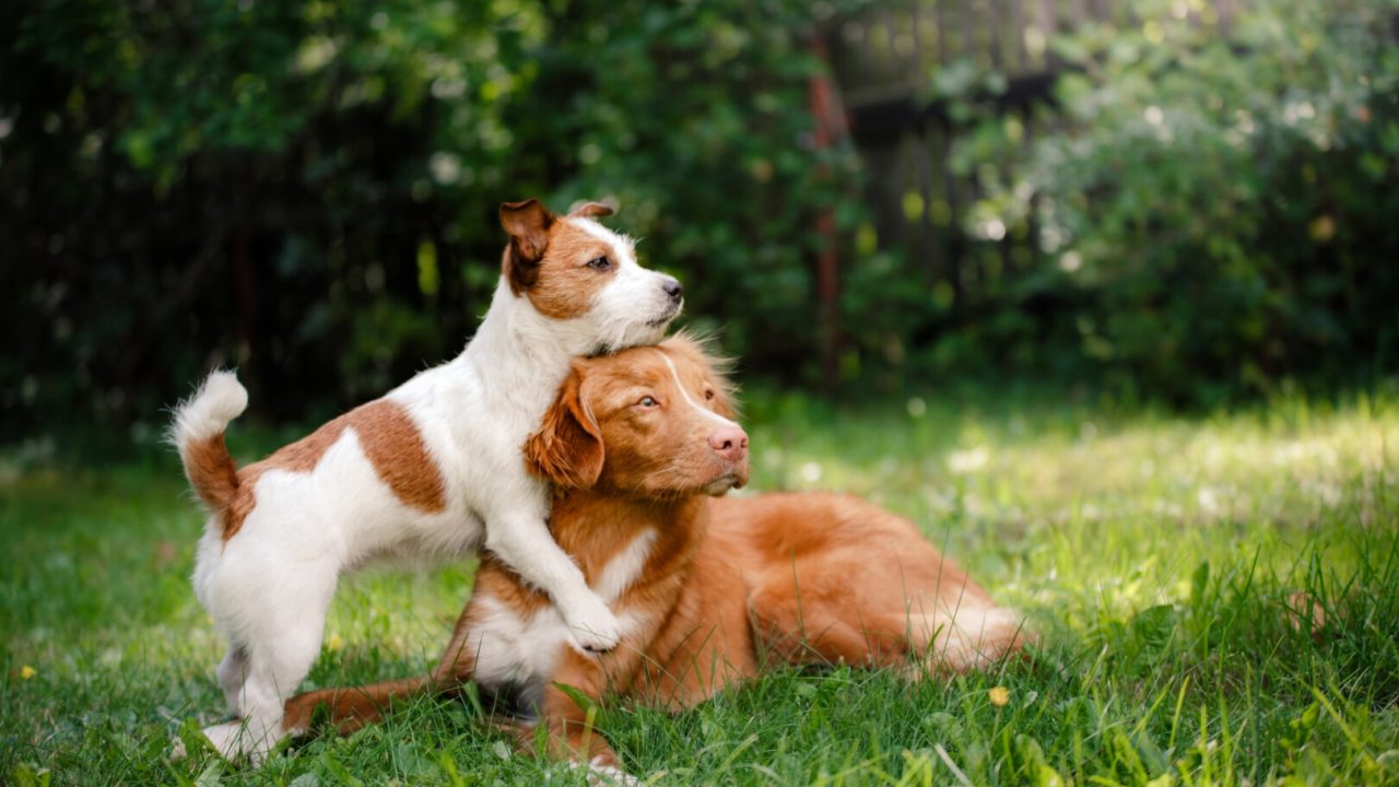 happy-cute-pet-dog-animals-background